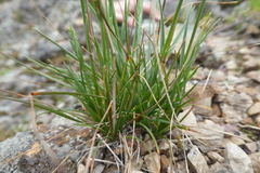 Poa bulbosa