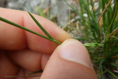 Poa bulbosa