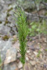 Poa bulbosa