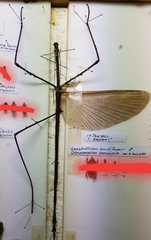 Ctenomorpha gargantua