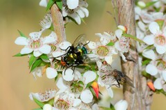 Amenia chrysame