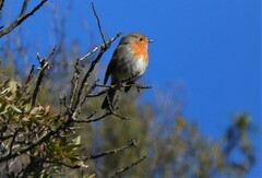 Erithacus rubecula rubecula