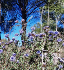 Globularia alypum