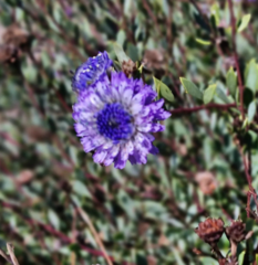 Globularia alypum