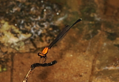 Prodasineura dorsalis