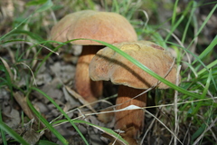 Suillellus mendax