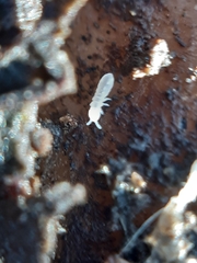 Onychiurinae