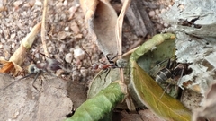 Camponotus rufoglaucus