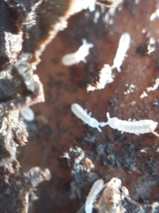 Onychiurinae