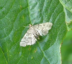 Anageshna primordialis