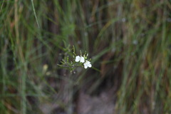 Rorippa dictyosperma