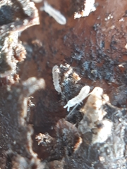 Onychiurinae