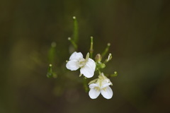 Rorippa dictyosperma