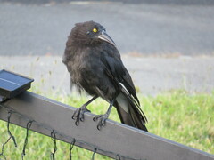 Strepera versicolor arguta