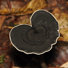Sanguinoderma rugosum