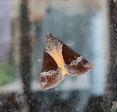 Dichromia quinqualis