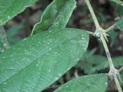 Lasianthus hookeri