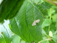 Anageshna primordialis