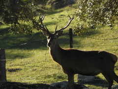 Cervus elaphus elaphus