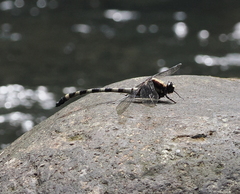 Sieboldius japponicus