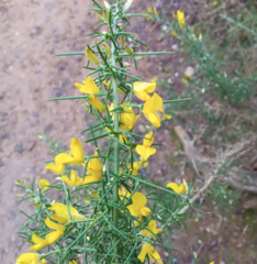 Ulex parviflorus