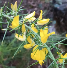 Ulex parviflorus