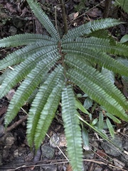 Adiantum pulverulentum