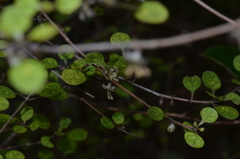 Coprosma tenuicaulis