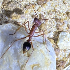 Myrmecia analis