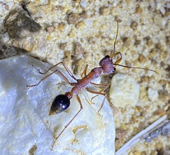 Myrmecia analis