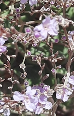 Limonium companyonis