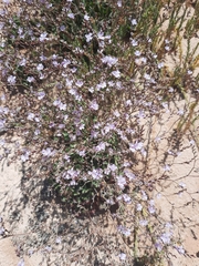 Limonium companyonis