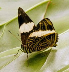 Colobura dirce