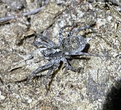 Venator immansuetus