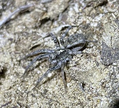 Venator immansuetus