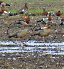 Chloephaga rubidiceps