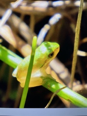 Litoria fallax