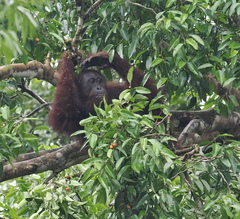 Pongo pygmaeus morio