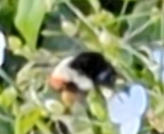 Bombus ephippiatus
