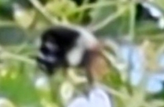 Bombus ephippiatus