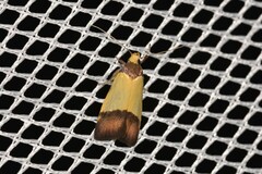 Heteroteucha kershawi
