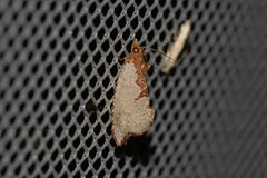 Glyphidoptera polymita