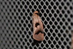 Acanthodela erythrosema