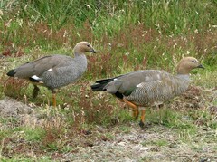 Chloephaga rubidiceps