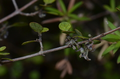 Coprosma tenuicaulis