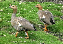 Chloephaga rubidiceps