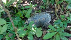 Chelonoidis denticulatus