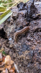 Chamberlinius hualienensis
