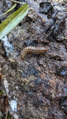 Chamberlinius hualienensis