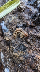 Chamberlinius hualienensis